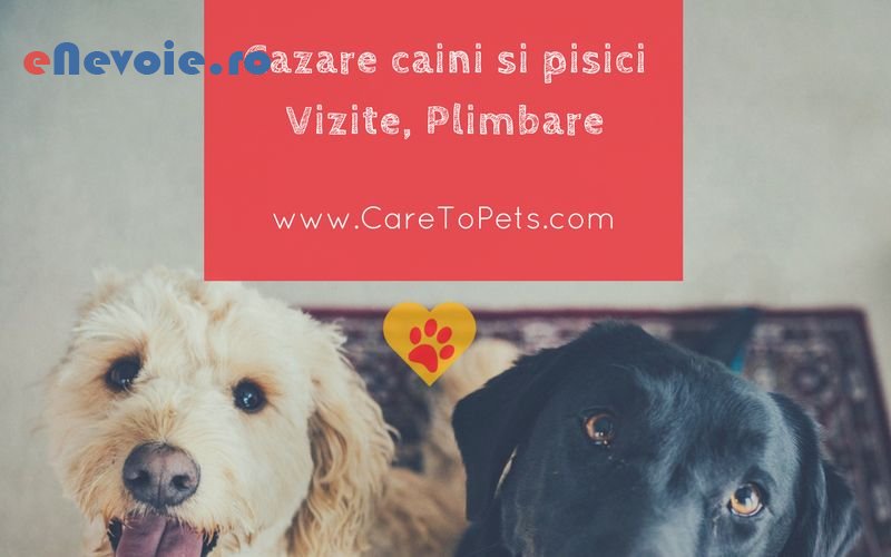 1hotel-animale-ingrijire-animale--caretopets-pe.png