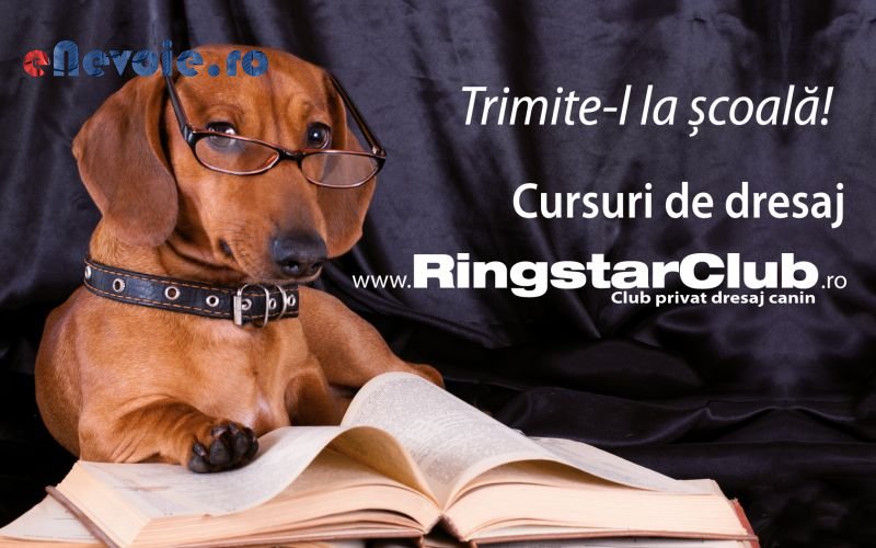 Imagine din portofoliu de lucrari