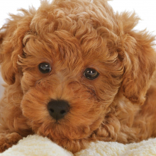 Avatar profil-utilizator/office-0666-94/office-0666-94-transport-curierat-depozitare-transport-marfuri-20161025140508.png