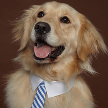 Avatar profil-utilizator/office-9277-09/office-9277-09-ingrijire-si-gazduire-animale-clinica-veterinara-plimbari-animale-taxi-animale-20161025150323.png