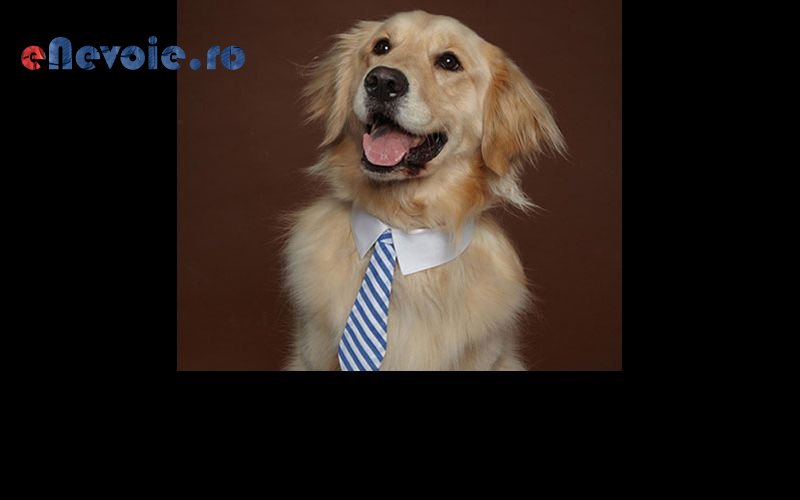 Imagine din portofoliu de lucrari