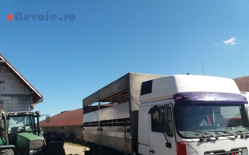 1transport-animale-inchirieri-masini-de-transport-transport-depozitare--ovidiu-margin.png