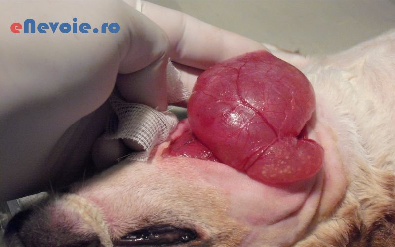 2clinica-veterinara-ingrijire-animale--pfa-cabinet-m.png