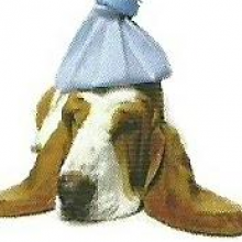 Avatar profil-utilizator/pfa-cabinet-medical-veterinar-dr-baran-iuliu--5057-c2/pfa-cabinet-medical-veterinar-dr-baran-iuliu-clinica-veterinara-ingrijire-animale--20170221123138.png