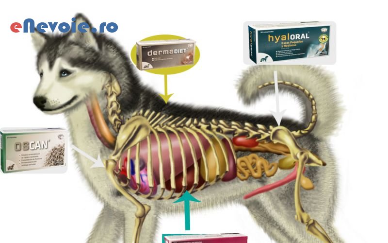 2cosmetica-si-ingrijire-animale-ingrijire-animale--sc-biopet-traf.png