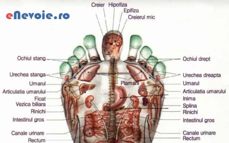 3relaxare-si-masaj-cosmetica-relaxare--valeriu-ionesd.png