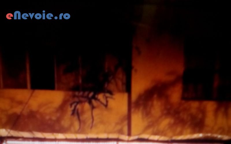 4usi-garaj-plasa-de-insecte-jaluzele-rulouri-exterioare-montare-mobila-ferestre-usi-reparatii-tamplarie-tamplarie-lemn-tamplarie-al-vasile-adi-sic.png